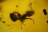 Detailed Fossil Ant, Fly & Springtail In Baltic Amber #142245-2